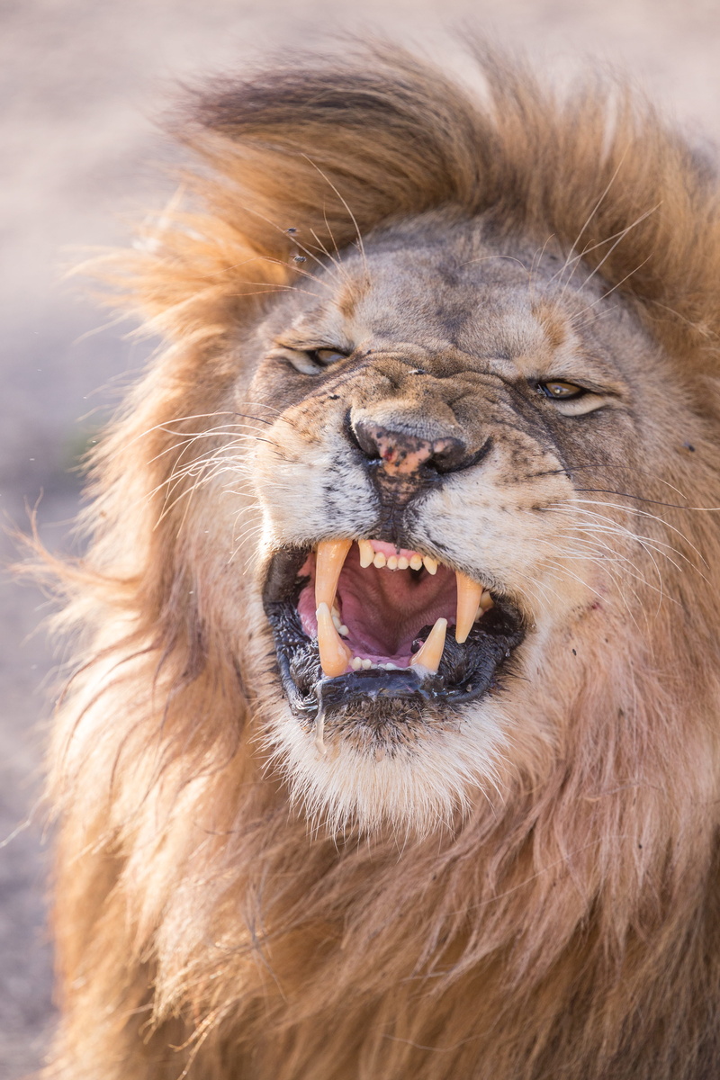 whisker, mouth open, animal body part, 5K, animal wildlife, mammal, big cat, aggression, close-up, mane, animal head, male animal, lion - feline, animal mouth