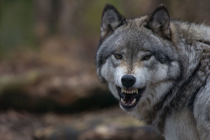 Animal, Wildlife, Snarl, 1080P, Wolf
