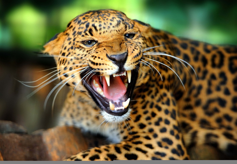 roaring, rage, zoo, one animal, animal themes, animal Head, animal mouth, outdoors, nature, looking, black, aggression, large, anger, animals And Pets