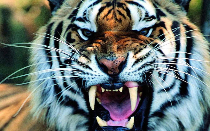 animal tongue, whisker, animal, animal mouth, white, one animal, animals, orange, anger, animal teeth, snarling, black, animal body part, mouth open, aggression