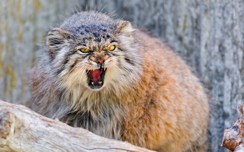 Pallas Cat, no people, anger, feline, whisker, animals, focus on foreground, animal wildlife, nature, vertebrate, animal themes, animal teeth, tree, mouth open