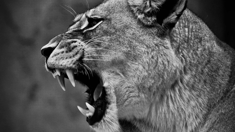mouth, 1080P, mammal, roaring, whisker, animal head, fangs, no people, anger, feline, animal themes, lion - feline, aggression, animal mouth, snarling