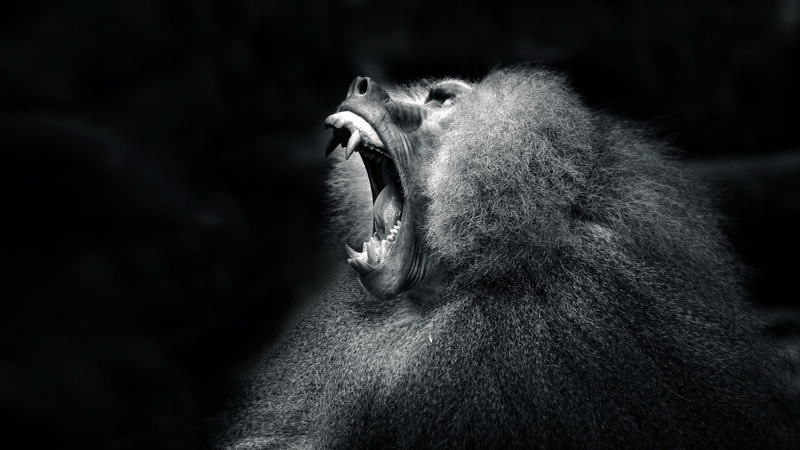 dog, male animal, mammal, animal body part, monkey, anger, feline, aggression, primate, animal teeth, animal wildlife, white, vertebrate, animal, short