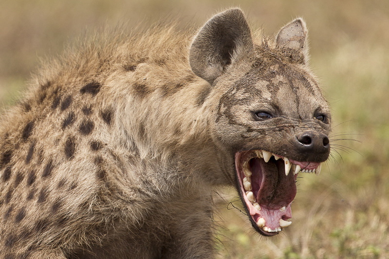 snarling, no people, animal themes, animal teeth, hyena, animal mouth, animal body part, mouth, aggression, one animal, close-up, animals in the wild, 720P