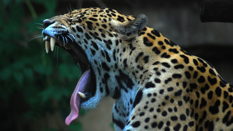 animal, big cat, animal themes, leopard, animal wildlife, feline, mammal, jaguars, nature, spotted, no people, one animal, outdoors, cat, aggression, undomesticated cat