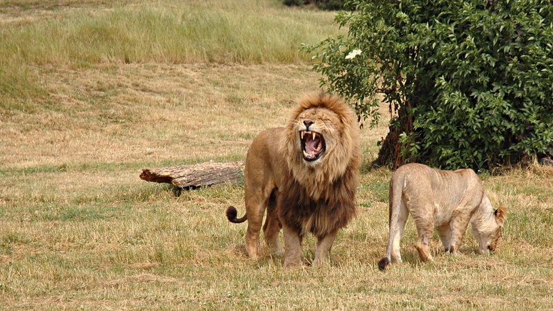wildlife, field, grass, snarling, roaring, animal family, 1080P, tree, vertebrate, lioness, male animal, lion, mammal, anger, mouth open, animal themes