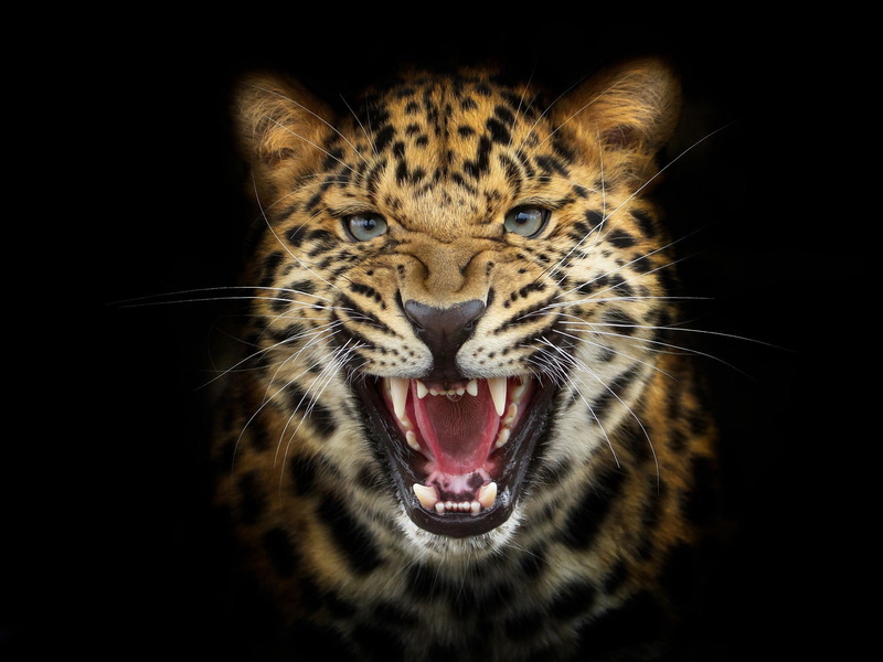 Snarl, close, Leopard, 1080P