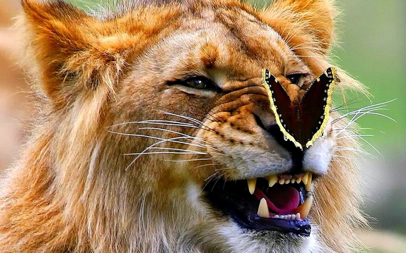 mouth open, no people, roaring, cat, animal head, anger, animal mouth, 1080P, mammal, mouth, lion, aggression, big cat, close-up, animal wildlife, animals in the wild