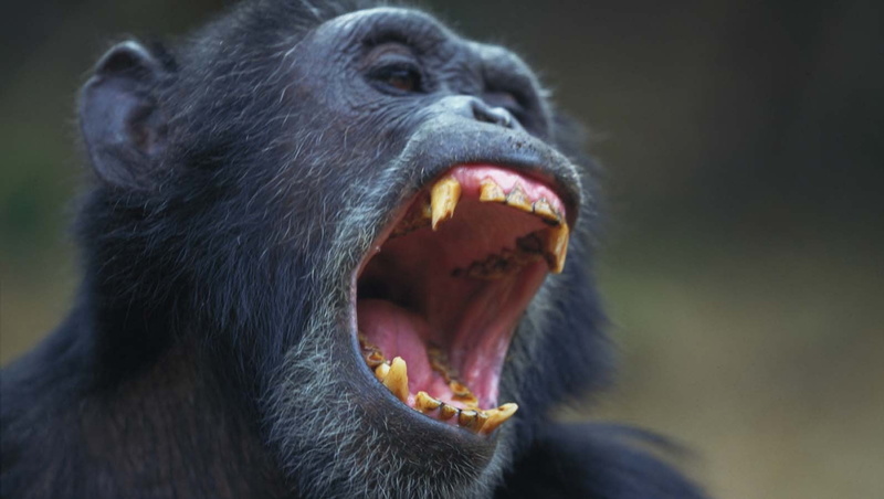 animals in the wild, yawning, mouth open, primate, animal, 720P, animal mouth, animal body part, vertebrate, animal wildlife, mouth, outdoors, animal head