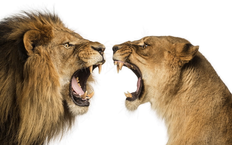 negative emotion, animal, animal teeth, animal body part, snarling, white background, aggression, lion - feline, lioness, animal head, animal themes, lions