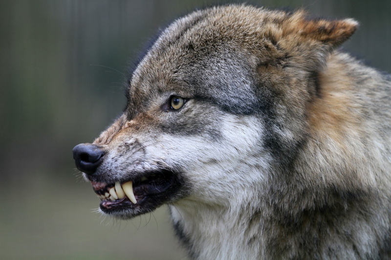 Wolf, Animal, Wildlife, Snarl, 1080P