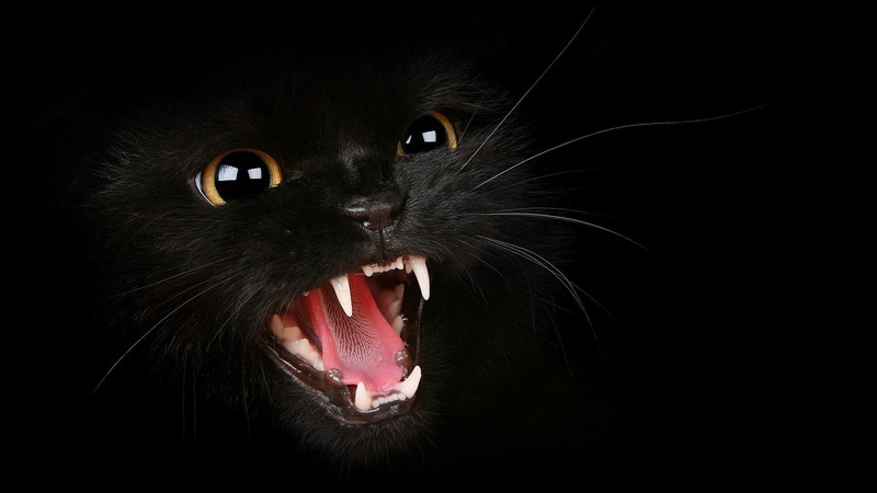 chartreux, mouth open, emotion, black background, studio shot, cat, animal teeth, one animal, mammal, animal mouth, animal body part, whisker, pets, domestic