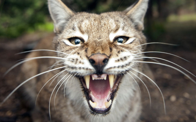 looking at camera, cat, animal, animal themes, portrait, anger, 1080P, snarling, no people, animal mouth, mouth, open mouth, day, nature, mammal, animals