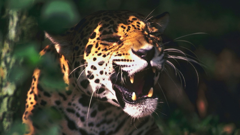 vertebrate, mouth, focus on foreground, outdoors, whisker, one animal, 1080P, carnivora, animal body part, no people, animal wildlife, mammal, sunlight