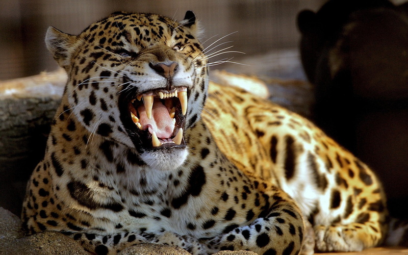 animal wildlife, focus on foreground, animals, yawning, mouth, snarling, animal markings, mouth open, animal themes, animal mouth, leopard, vertebrate