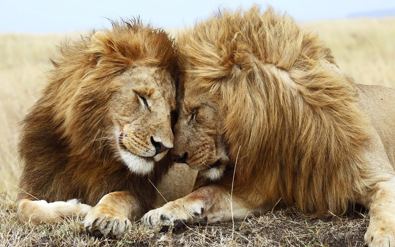 vertebrate, male animal, two animals, animal, lion - feline, animal wildlife, animals, carnivora, outdoors, cat, animal themes, togetherness, group of animals