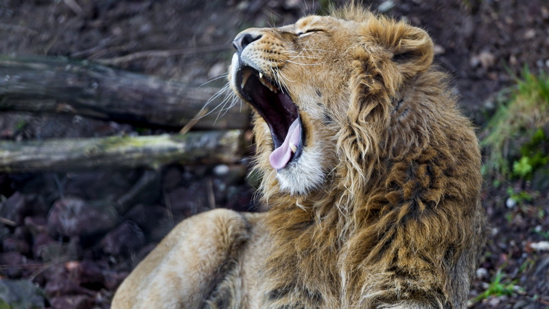 roaring, no people, 2K, animal mouth, day, lion - feline, animals in the wild, carnivora, whisker, big cat, animal, cat, animal wildlife, animal themes