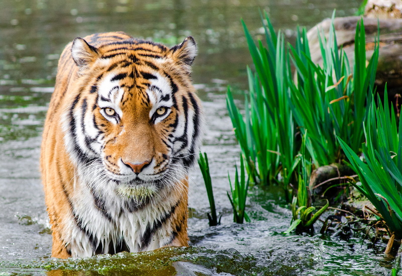 water, blur, grass, feline, 2K, animal, plants, whisker, half, soak, daytime, animal themes, felidae, big cat, portrait, carnivora, close-up, animal photography