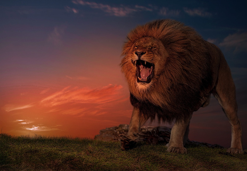 Lion, Wildlife, predator (Animal), Big Cat, Roar, Cats, 1080P