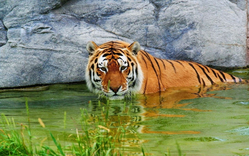 large, drinking, feline, endangered Species, nature, no people, cat, striped, outdoors, undomesticated Cat, wildcat, bengal, water, tigris River, carnivora