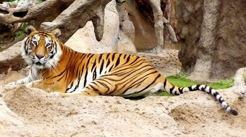 lying, whisker, hybrid, 720P, animal, tenerife, siberian, bengal Tiger, loro parque, animals In The Wild, one animal, feline, mammal, sand, white, animal themes