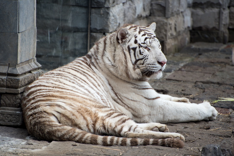 one animal, cat, day, animal themes, pairi daiza, surface, whisker, animal, lying, predator, white tiger, carnivora, relaxation, concrete, carnivore, big cat