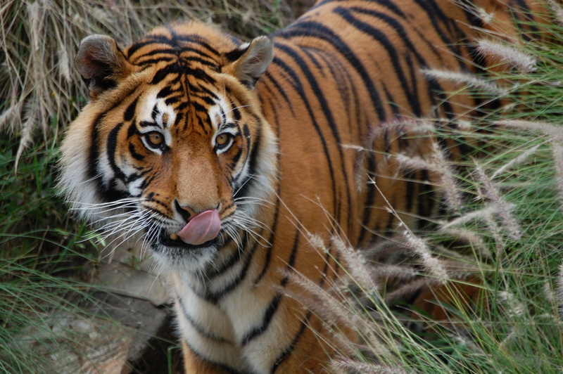nature, animal, cute, animal themes, animal wildlife, head, wildlife, endangered species, eyes, no people, feline, close-up, carnivora, tongue, 2K, nose