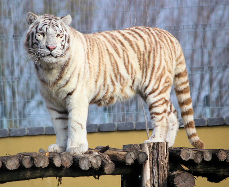 wildlife, 4K, carnivore, lion, no people, indian, one animal, animal themes, stripes, zoo, animals in the wild, mammal, wood - material, bengal, big cat