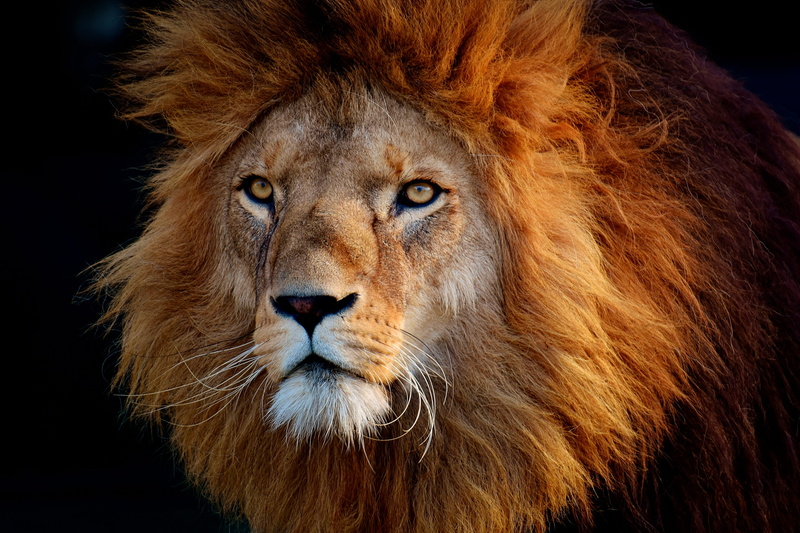 animal head, animal eye, black background, the beauty of nature, mammals, sight, s, animals, focus on foreground, animals in the wild, animal body part