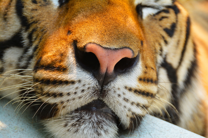 no people, close, beast, carnivora, cat, wildcat, wild, focus on foreground, endangered, one animal, mammal, striped, pets, animal head, bengal, fur, close-up