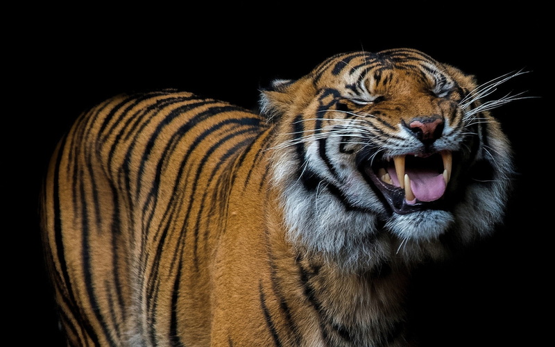 Teeth, 1080P, Tiger, Background, Fangs, Black, Yawn