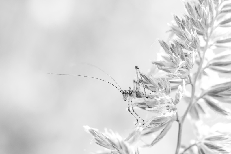 w  n, Nikkor, mm, macro, bandw, nikon  D750, la, plante, nature, nymph, Chercher, 1080P, cricket, photography, insect, grayscale, leaf, bête, silence
