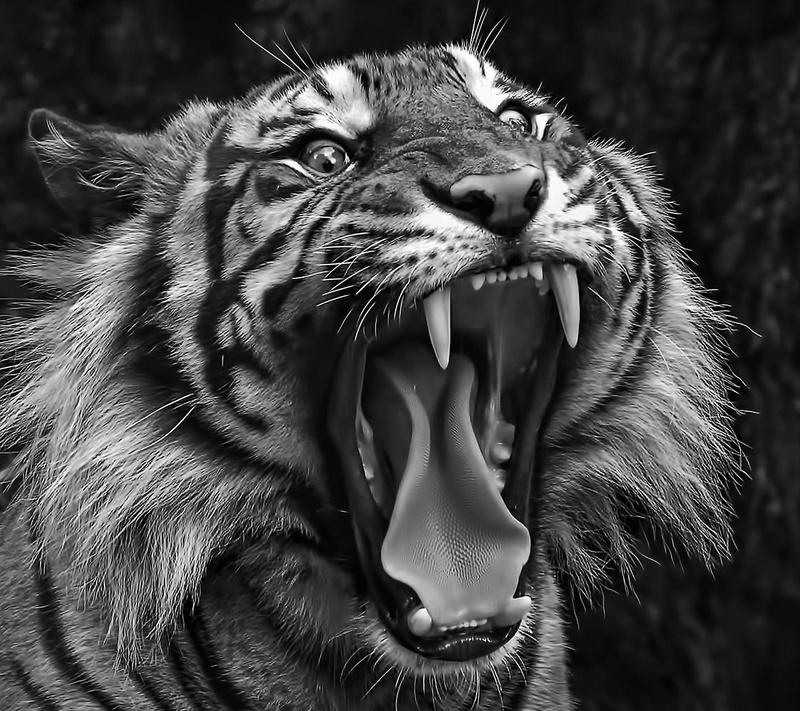 animal wildlife, anger, animal teeth, mouth open, animal mouth, big cat, vertebrate, one animal, carnivora, day, roaring, animal themes, mouth, no people