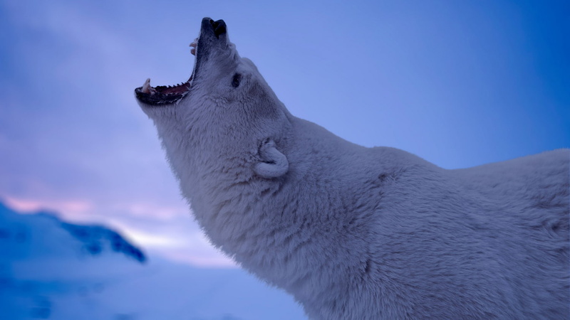 polar bears, Arctic, wildlife, depth of field, animals, 720P, nature, snow, fangs, roar
