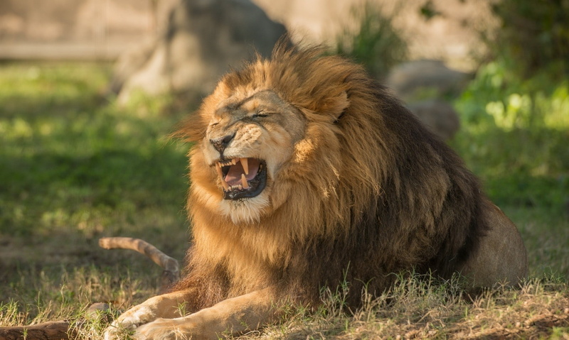 lion - feline, animal teeth, mouth open, animals in the wild, safari, photography, outdoors, one animal, brown, mammal, lion, focus, male, animal wildlife
