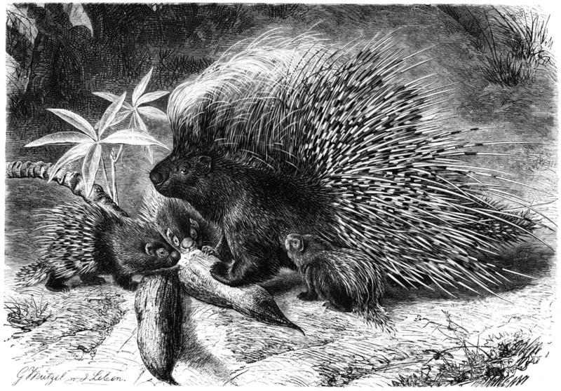 victorian Style, black And White, classical Style, old, porcupine, mammal, young animal, african, print, old-fashioned, obsolete, auto post production filter