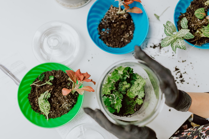 nature, mint leaf - culinary, green color, plant, healthy eating, diy, moss, crockery, vegetable, meal, greenhouse, do it yourself, plants, freshness, potted plant