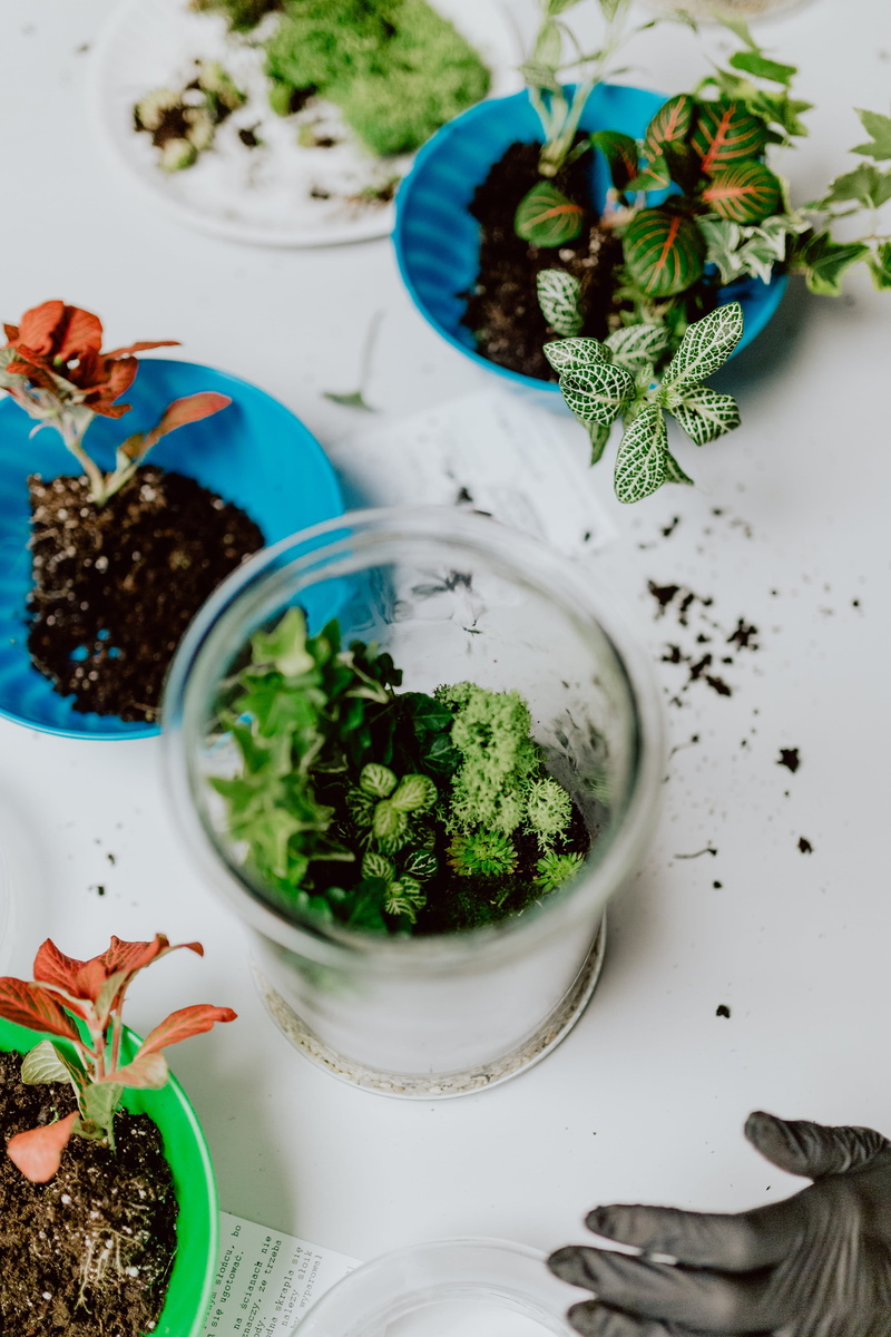 forest, plant part, growth, leaf, no people, garden, mint leaf - culinary, freshness, bonsai, 4K, healthy eating, terrarium, table, greenhouse, high angle view