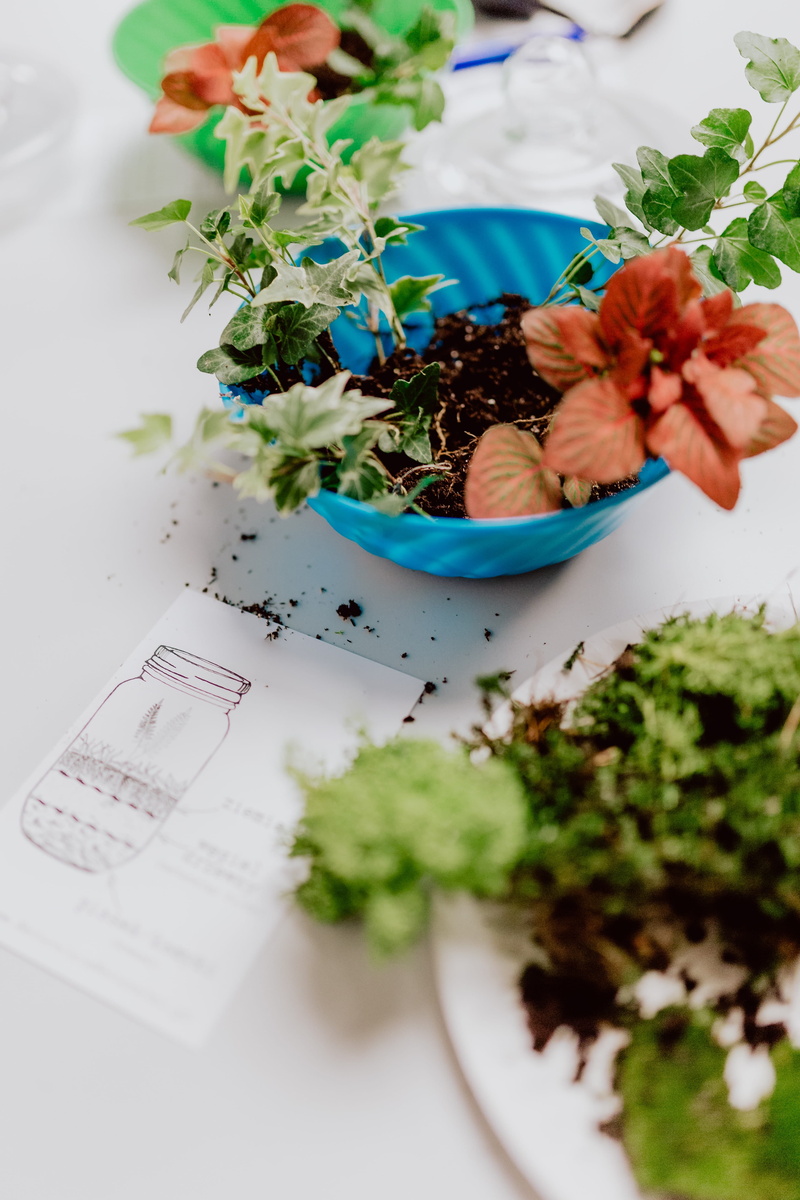 diy, forest, plant, flower, green color, flower arrangement, 5K, freshness, leaf, temptation, flower head, table, high angle view, terrarium, flower pot