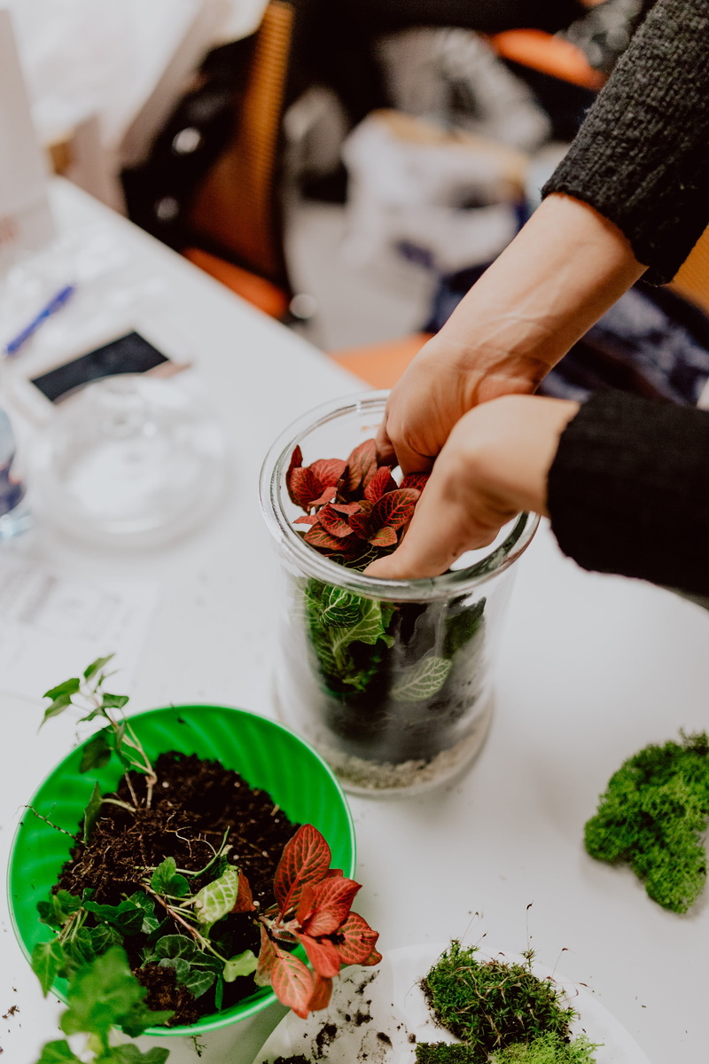 moss, holding, one person, food, bonsai, rainforest, greenhouse, glass, food and drink, terrarium, building, freshness, unrecognizable person, green color
