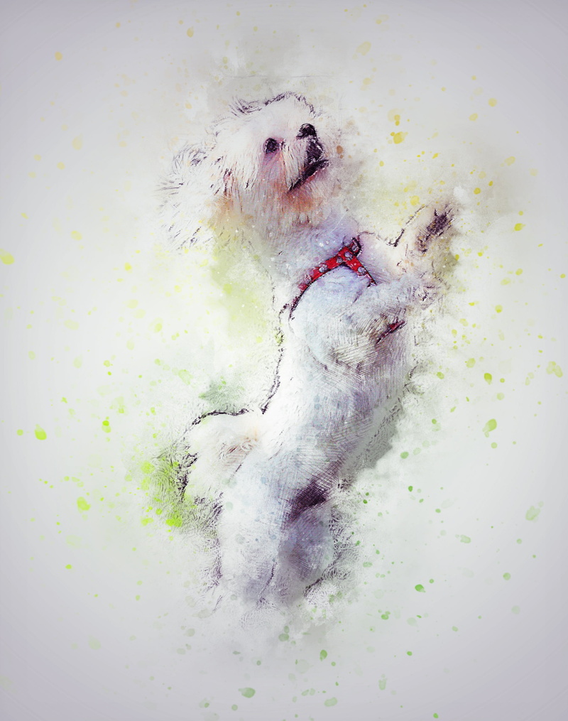 indoors, no people, 2K, artistic, vintage, painting, animal, looking, dog, pets, vertebrate, mammal, canine, domestic animals, nature, white, close-up