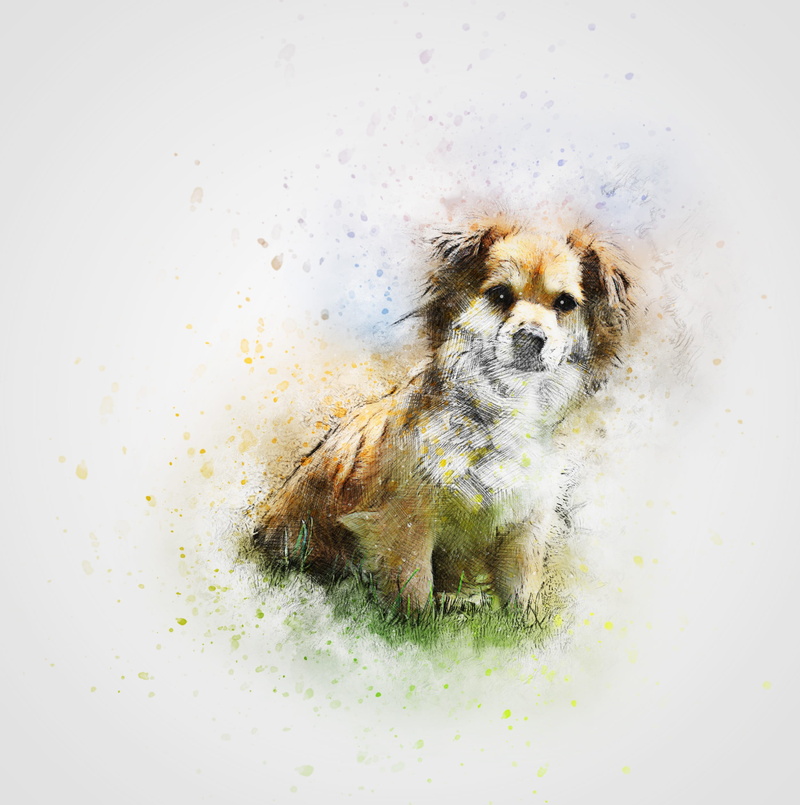 studio shot, portrait, animal, coated, pets, looking at camera, grass, indoors, one animal, small, cute, mammal, art, no people, high angle view, design