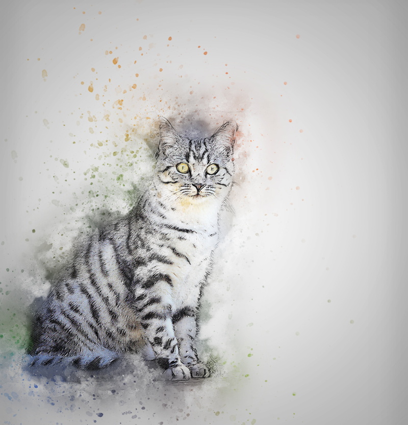 black, looking at camera, design, domestic, 2K, animal, indoors, t-shirt, art, sitting, looking, gray, cat, animal themes, pets, feline, artistic, watercolor