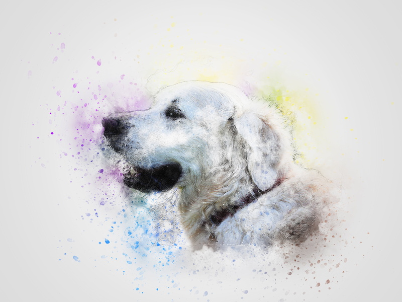 scrapbooking, t-shirt, no people, white color, dog, paint splatter, looking away, pets, pet, indoors, domestic animals, abstract, white, design, aquarelle