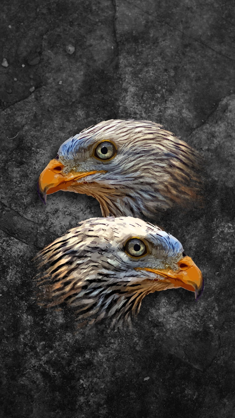 bird, outdoors, vertebrate, illustration, side view, fly, eagle, heads, animal, african, wildlife, set, flying, feather, wild, two, dom, animals in the wild
