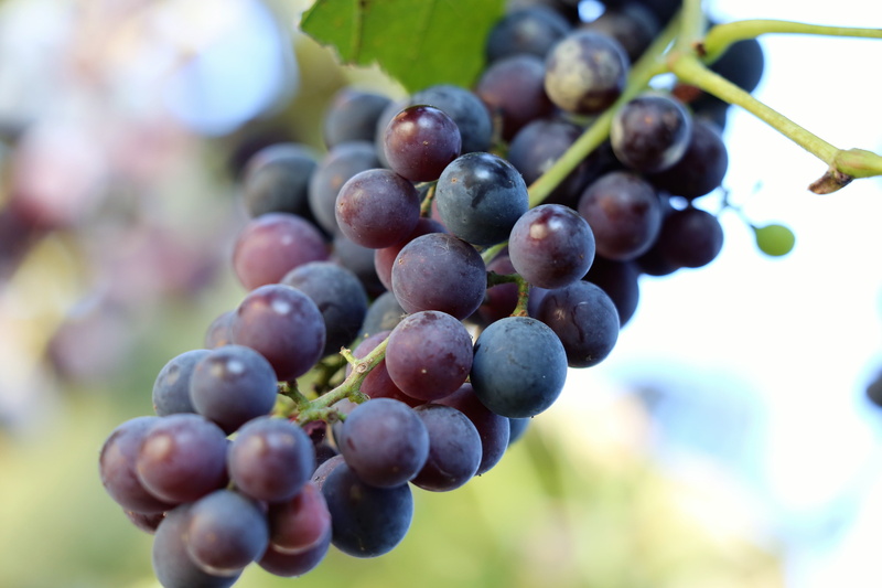 vineyard, healthy, no people, bunch, growth, grapes isabella, sweet, black, plant, healthy eating, wellbeing, outdoor, nature, day, agriculture, berry fruit