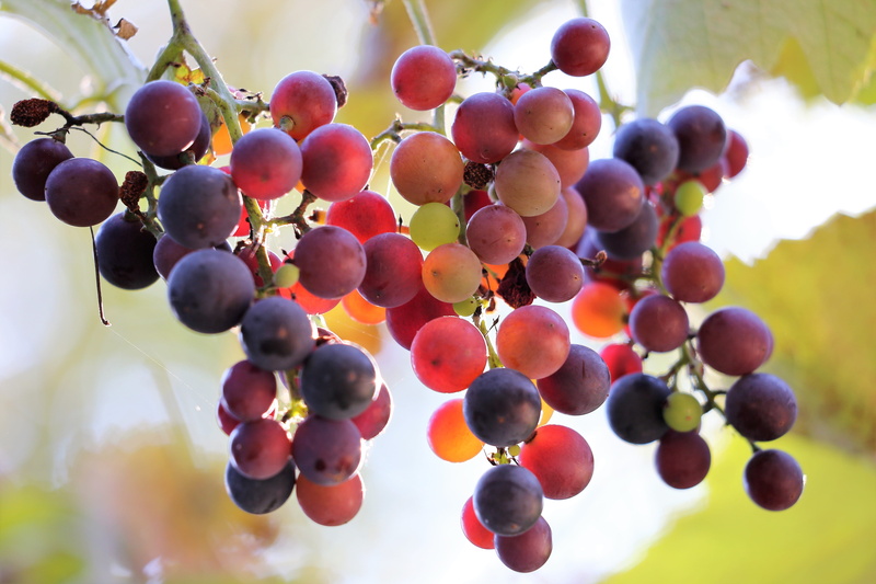 wine, focus on foreground, food and drink, summer, healthy eating, vineyard, close-up, freshness, rowanberry, no people, nature, healthy, ripe, wellbeing