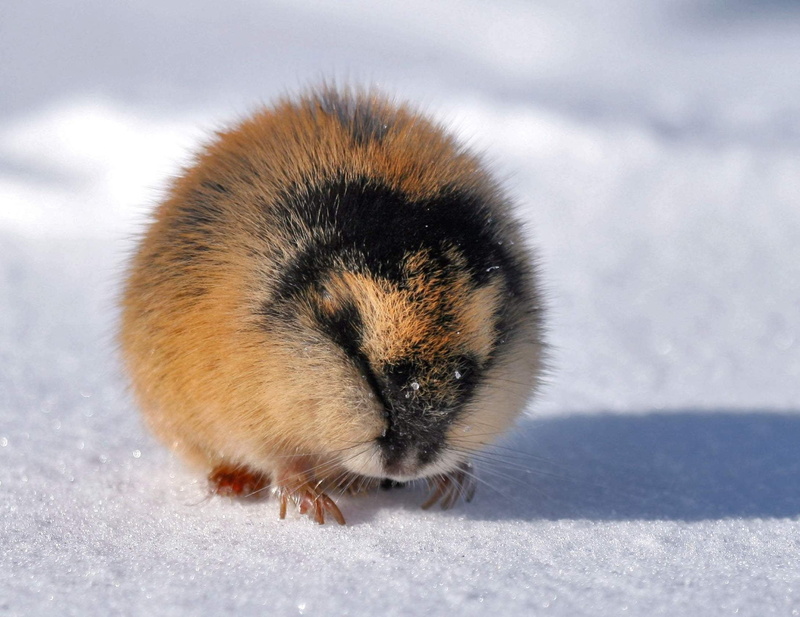 fur, animal Nose, 1080P, animal wildlife, rodent, no people, animal, animal themes, cute, small, snow, black, winter, vertebrate, animals In The Wild