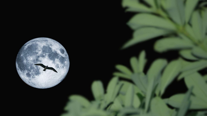 lua, 1080P, outdoors, night, single object, no people, planetary moon, plant, bird, black background, animal themes, nature, moon, sphere, vertebrate