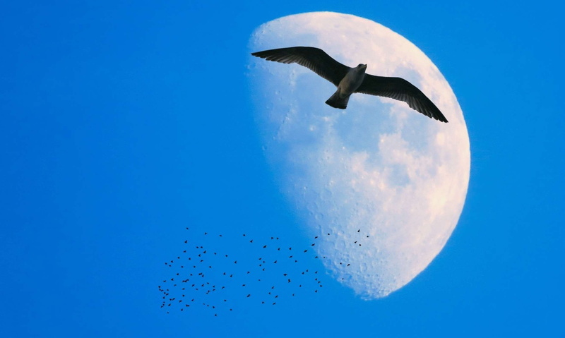flying, outdoors, colored background, marine, motion, nature, sky, blue background, animal themes, lua, animal wildlife, animal, vertebrate, copy space